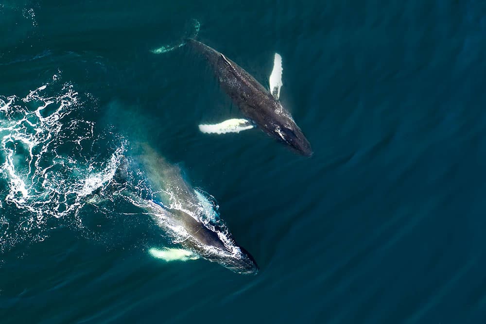 Selectour Carol' Voyages Nous vous ferons aimer le monde islande husavik