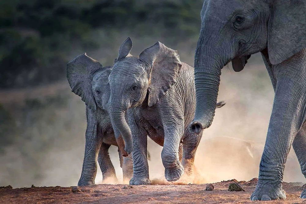 Carol Voyages - Agences de voyage - Afrique - Voyage en Afrique du Sud