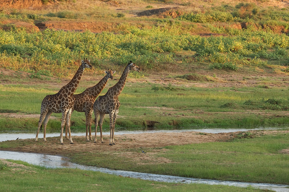 Carol Voyages - Agences de voyage - Afrique - Voyage en Afrique du Sud
