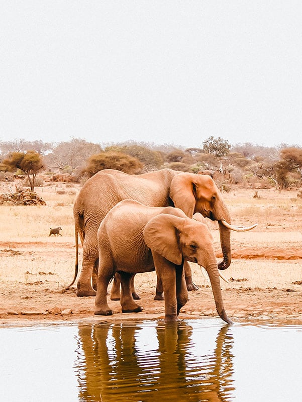 Carol Voyages - Agences de voyage - Afrique - Voyage au Kenya