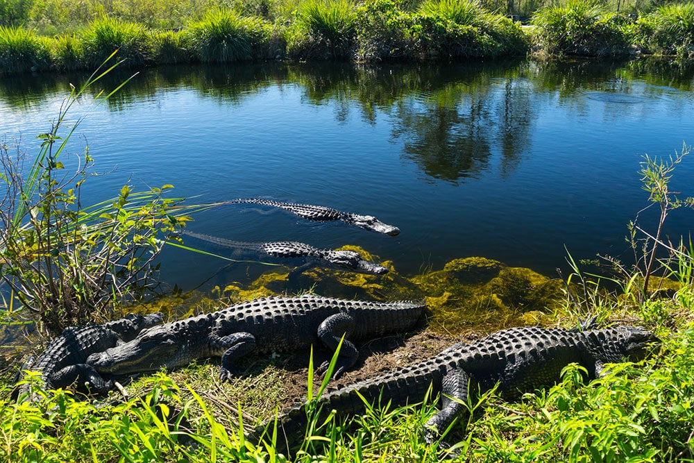 Selectour Carol' Voyages Nous vous ferons aimer le monde usa everglades 3