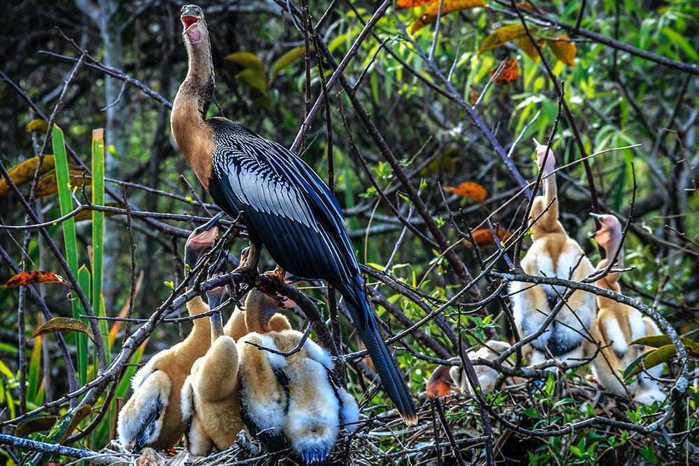 Selectour Carol' Voyages Nous vous ferons aimer le monde usa everglades 4