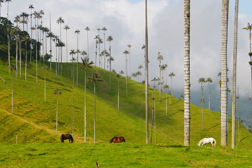 Selectour Carol' Voyages Nous vous ferons aimer le monde colombie cocora valley
