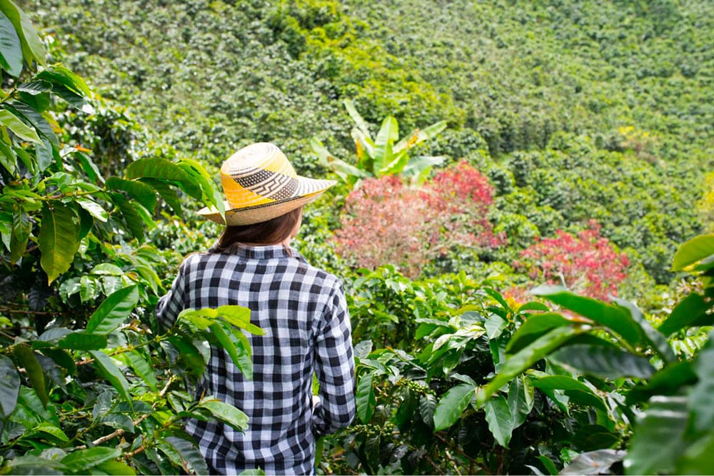 Selectour Carol' Voyages Nous vous ferons aimer le monde colombie manizales