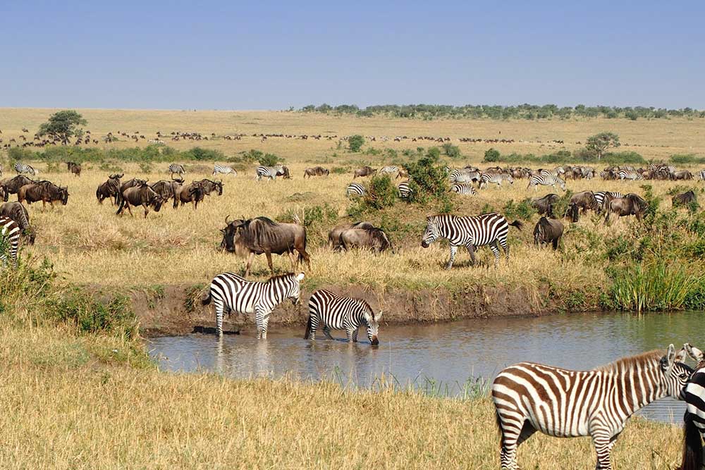 Carol Voyages - Agences de voyage - Afrique - Voyage au Botswana