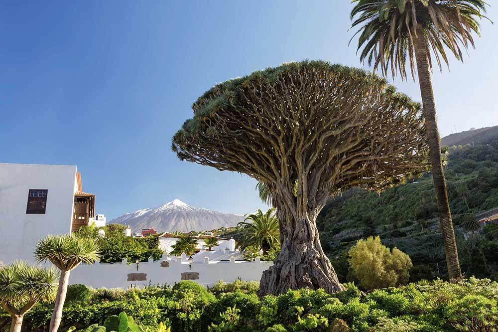 Selectour Carol' Voyages Nous vous ferons aimer le monde espagne icod