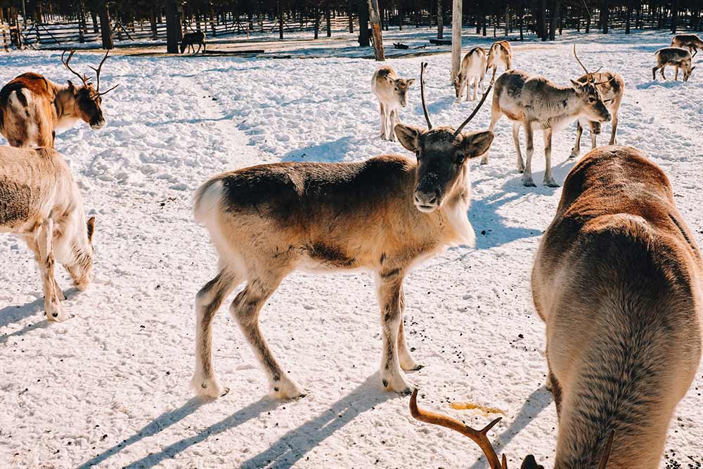 Selectour Carol' Voyages Nous vous ferons aimer le monde finlande tornio 2
