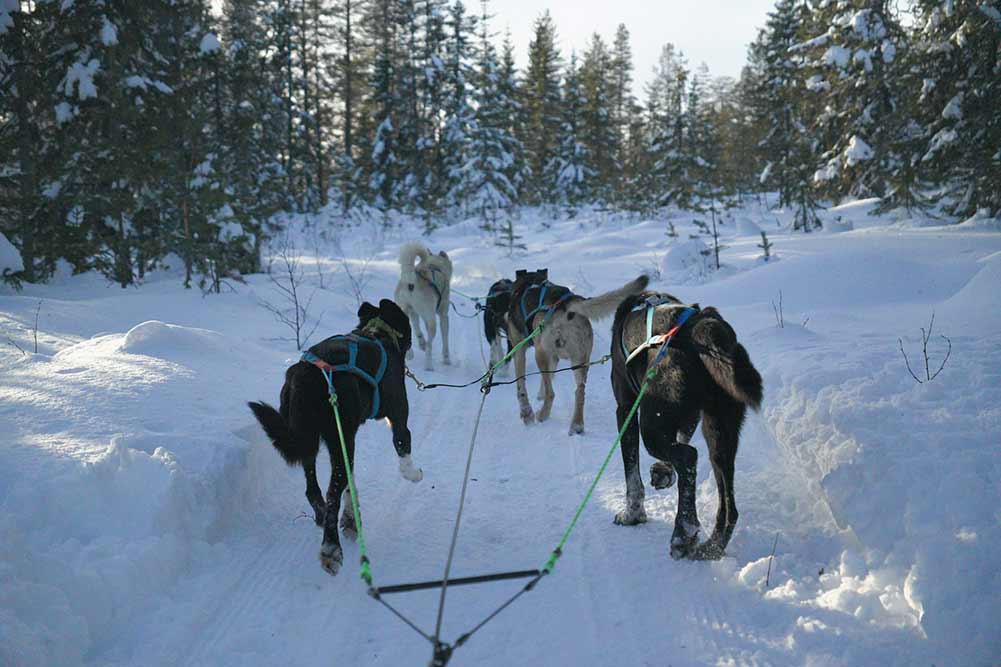Selectour Carol' Voyages Nous vous ferons aimer le monde norvege bardu ferme husky 3