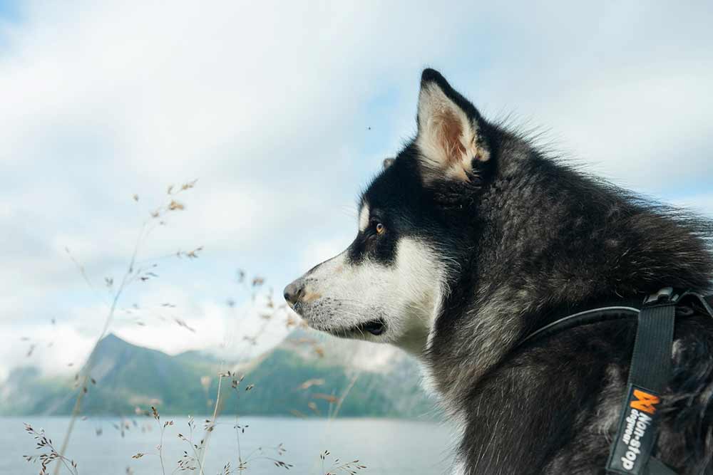 Selectour Carol' Voyages Nous vous ferons aimer le monde norvege bardu ferme husky